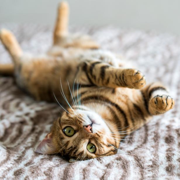 1071204136 Cute bengal funny cat playing at home